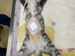 -瑞派雷欧宠物医院·中兽医·眼科·急重症转诊中心(黄台店)