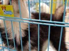 -龟与熊猫宠物公园(南坪店)