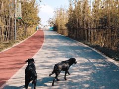 -上海长兴岛郊野公园