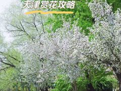 -桃花堤公园