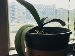 -达美乐比萨(国瑞北路店)