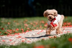 -花轿喜屋婚礼策划