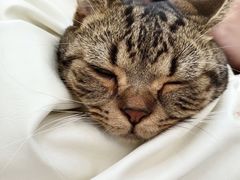 -瑞鹏宠物医院·夜间急症·心超·猫科(祖庙分店)