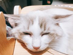 -飞行喵MR PILOT|猫舍·猫咖(静安大融城店)