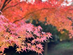 -花开海上生态园