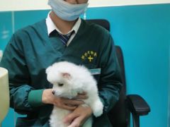 -乖乖宠物医院·猫科·急重症中心(车站北路分院)
