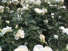 -人民公园(罗湖区)