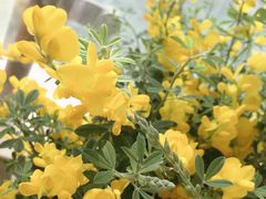 -双季花艺园艺市场(浦东店)