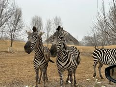 -北京野生动物园