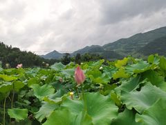 -紫鹊界梯田景区