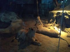 -清迈夜间动物园
