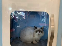 -70cat德文卷毛猫·缅因猫纯种猫舍