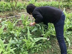 -荔枝红五号农庄