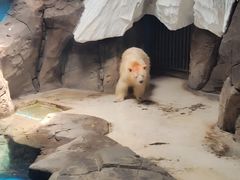-海合安武汉极地海洋公园
