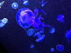 -成都浩海立方海洋公园