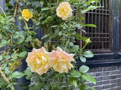 -悦真雅院·四合院·清真私房菜(雍和宫店)
