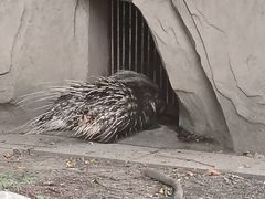 -成都动物园