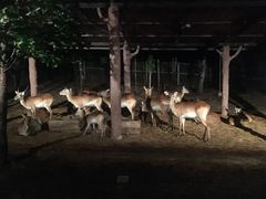 -清迈夜间动物园
