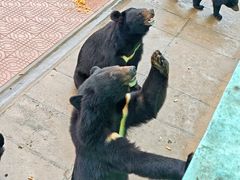 -西霞口神雕山野生动物世界