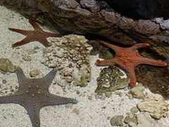 -江和美海洋公园