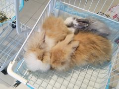 -怪兽屋·羊驼·猫咖·狗咖(俊华广场店)