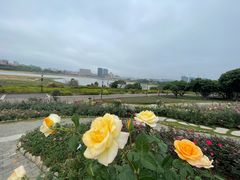 -立新湖公园