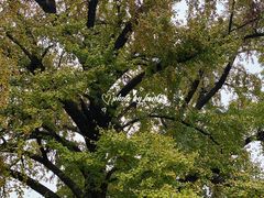 -千年银杏谷文化旅游区