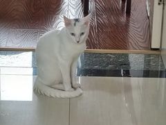 -宠颐生汉谟拉比宠物医院