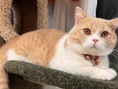 -Bastet sally猫舍购宠(静安店)