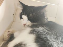 -楼上猫咖(罗湖店)