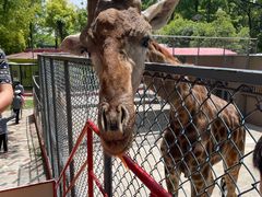 -荆州中山公园动物园