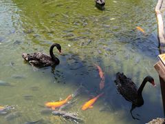 -海南热带野生动植物园