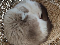 -飞行喵MR PILOT|猫舍·猫咖(静安大融城店)