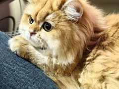 -宠颐生宠物医院·异宠猫科内科·诊疗中心宠巢店