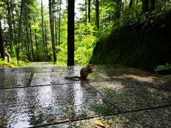 -汤旺河林海奇石景区