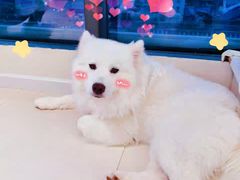 -怪兽屋·羊驼·猫咖·狗咖(俊华广场店)