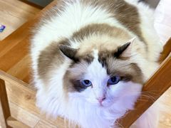 -白兔子密室(长寿路店)