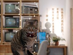 -栖咖啡(泉舜店)