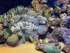 -上海海洋水族馆