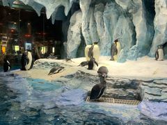 -帝企鹅自助餐厅•儿童岛•真企鹅(长隆企鹅酒店)