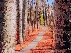 -朝阳公园