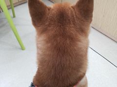 -爱侣宠医·鹦鹉专科·小型哺乳类·异宠专科(灵石路店)