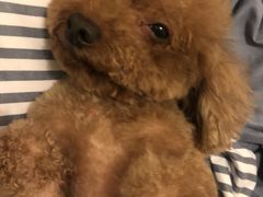 -宠福鑫康馨动物医院·骨科·眼科