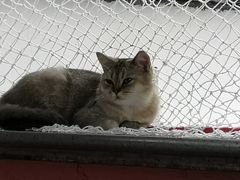 -喵屿·大理花园猫咖