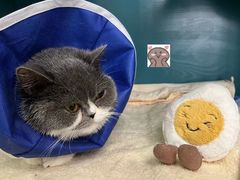 -pd派德宠物中心医院24H急重症·眼科中心·血液透析中心(嵩山北路店)