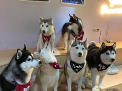 -Husky Go! 哈士奇体验馆·宠物咖啡厅狗咖