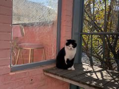 -喵屿·大理花园猫咖