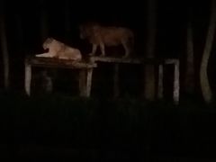 -清迈夜间动物园