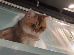 -猫小院猫主题餐厅(三里屯店)