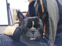 -趣玩宠物乐园寄养训犬训狗游泳池